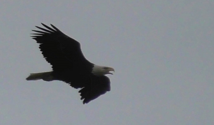 Bald Eagle - ML334246121