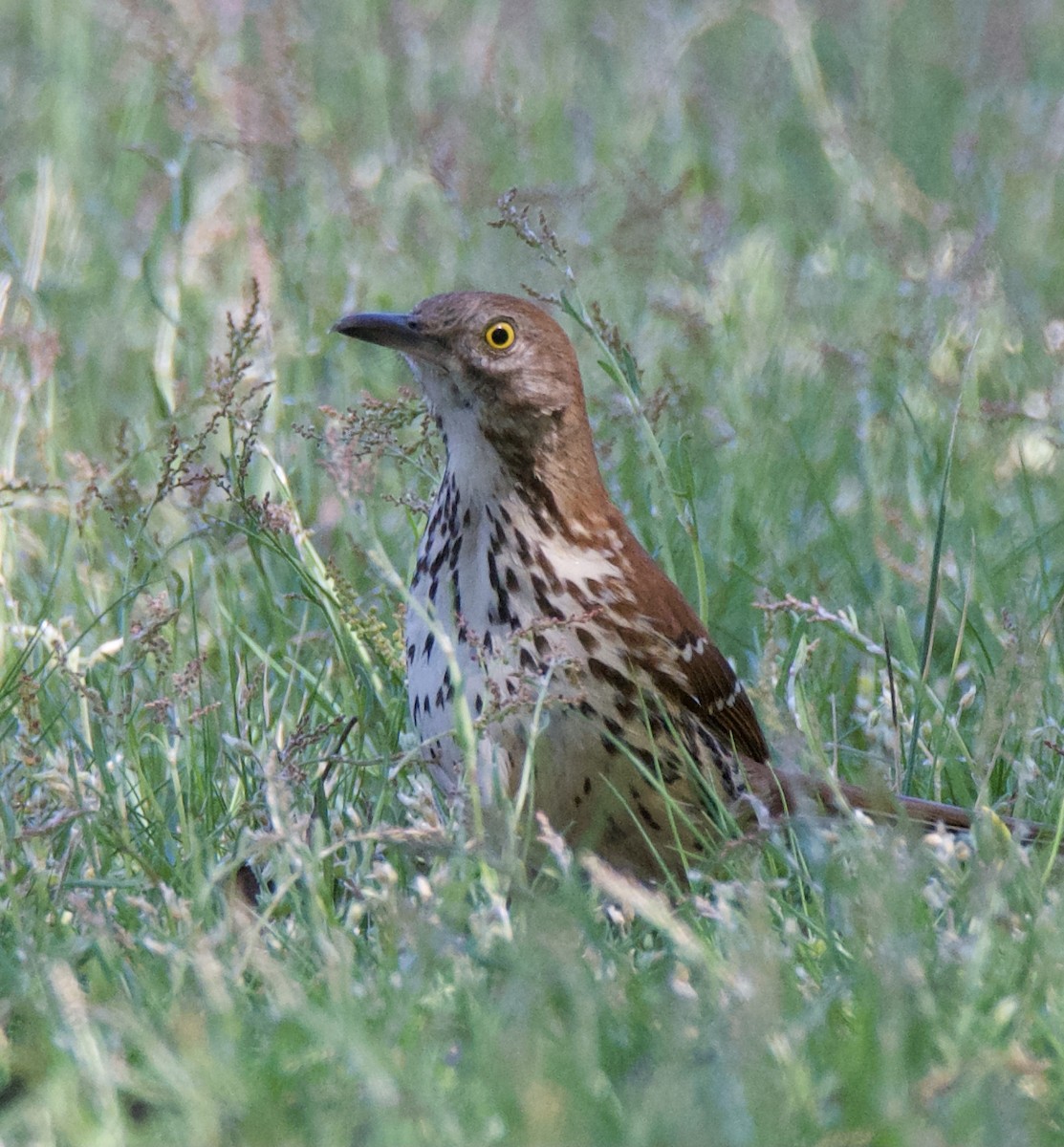 Brown Thrasher - ML334246681