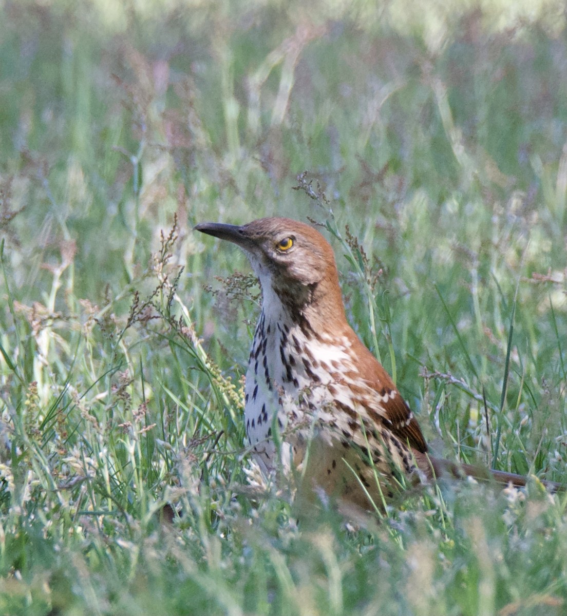 Brown Thrasher - ML334246691