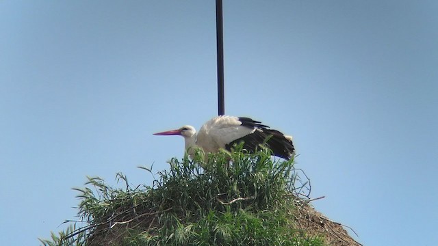 White Stork - ML334247141