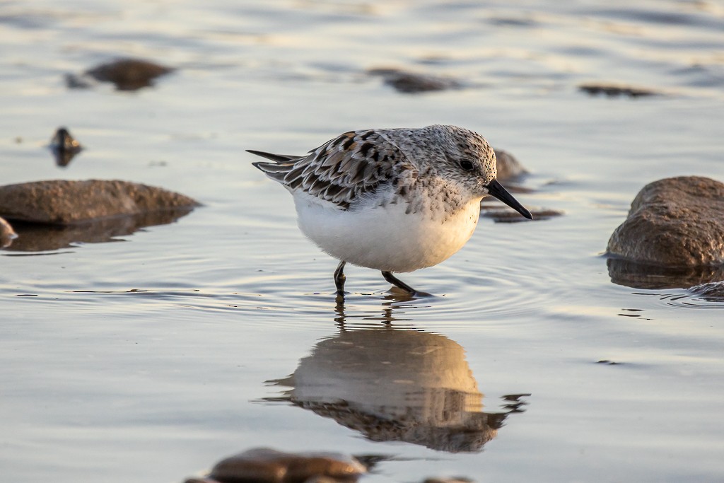 Sanderling - ML334247941