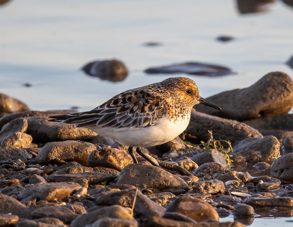 Sanderling - ML334247961