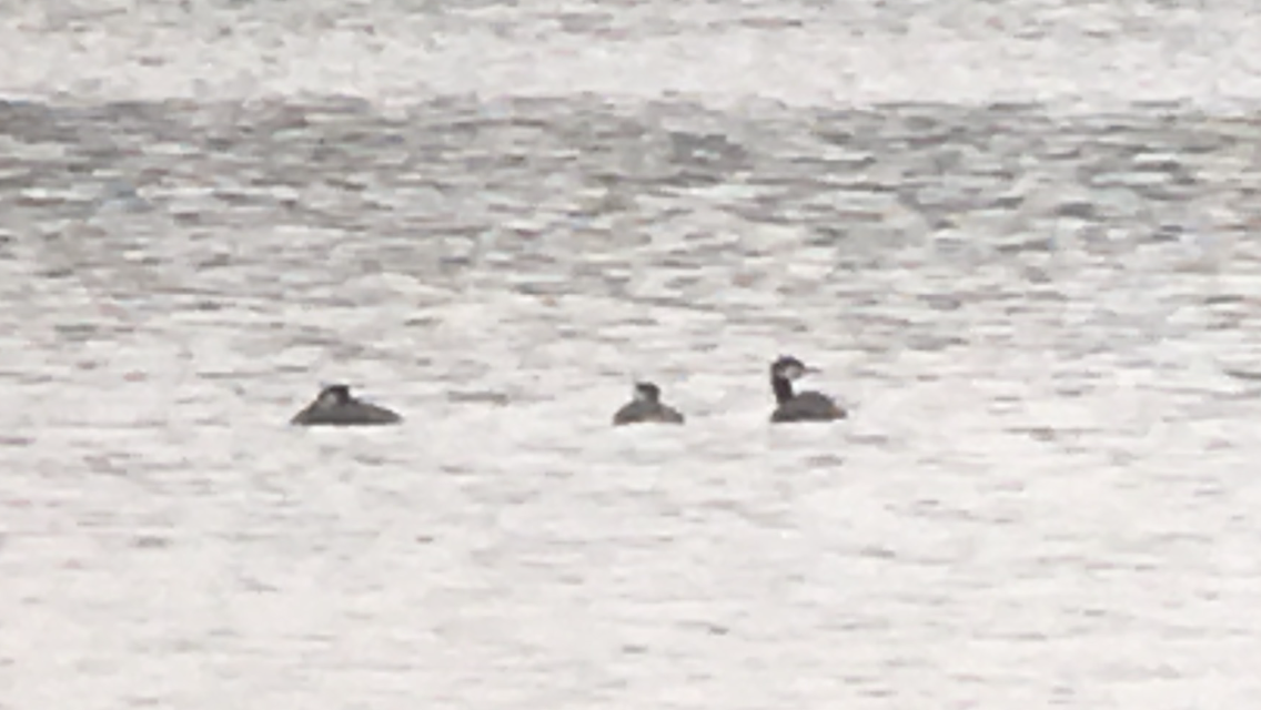 Red-necked Grebe - ML334248241