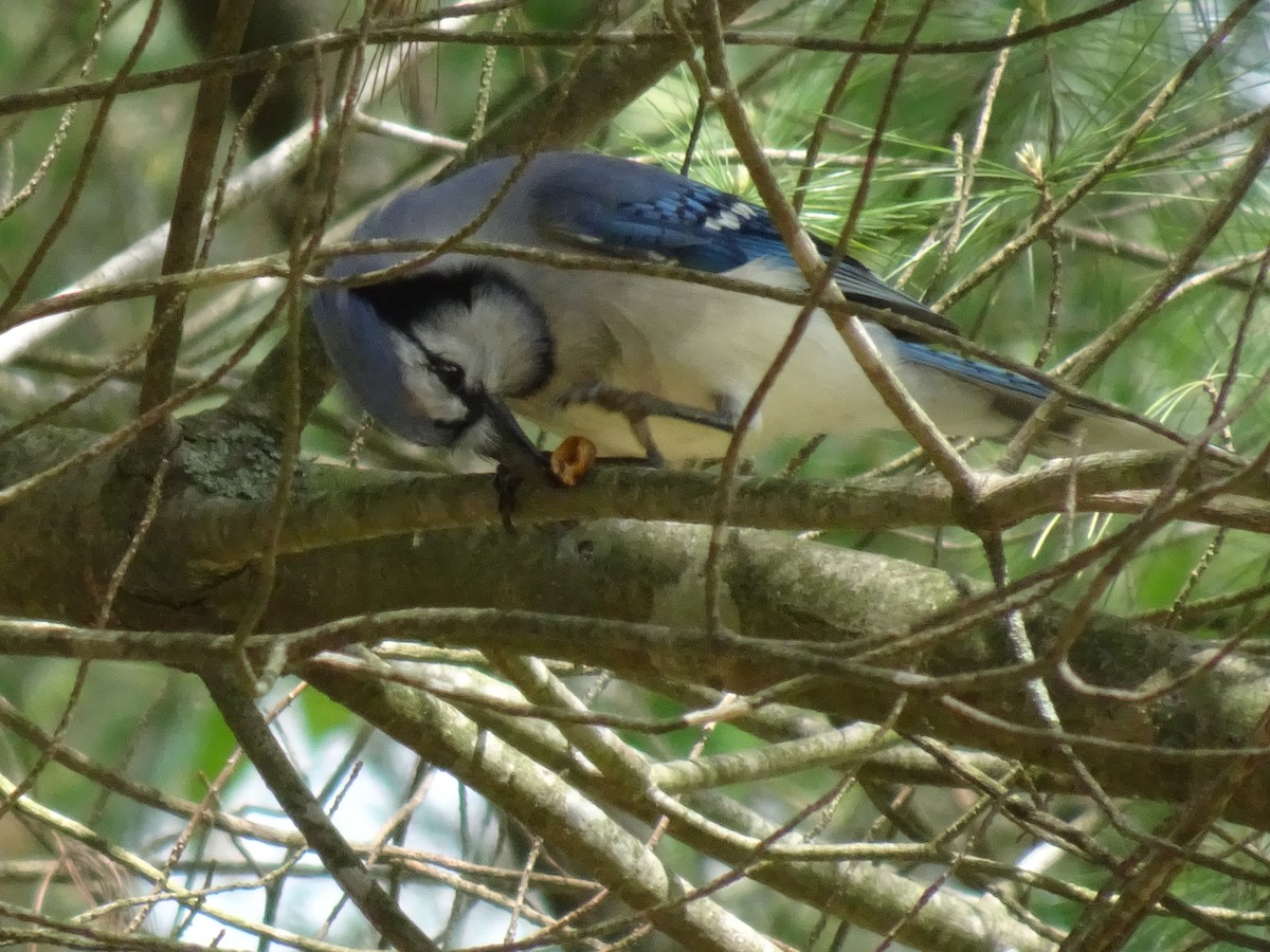 Blue Jay - Nat Kohler