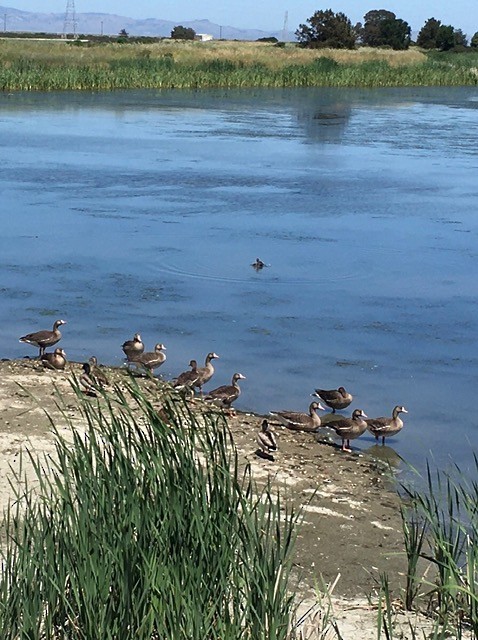 Greater White-fronted Goose - ML334249661