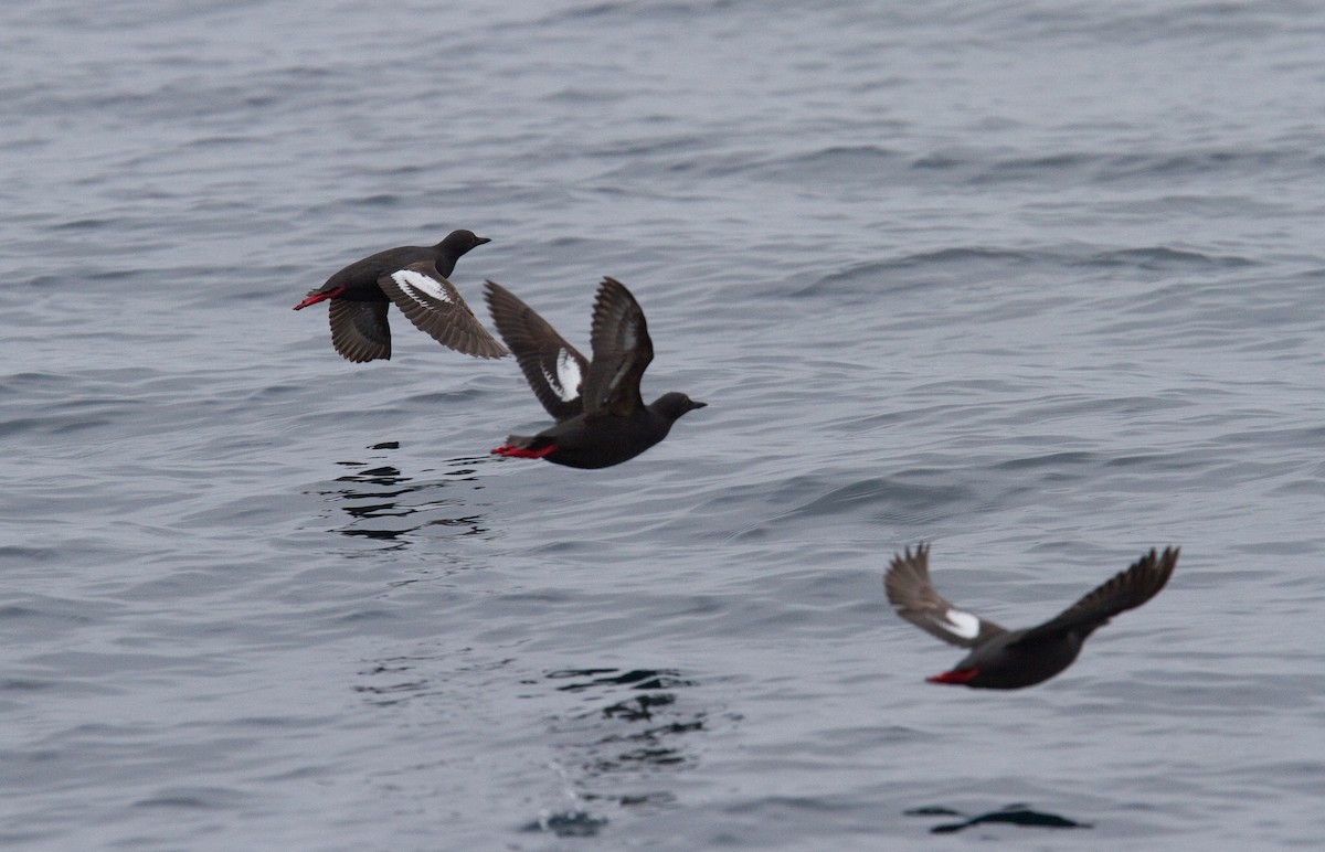 Pigeon Guillemot - ML334251221