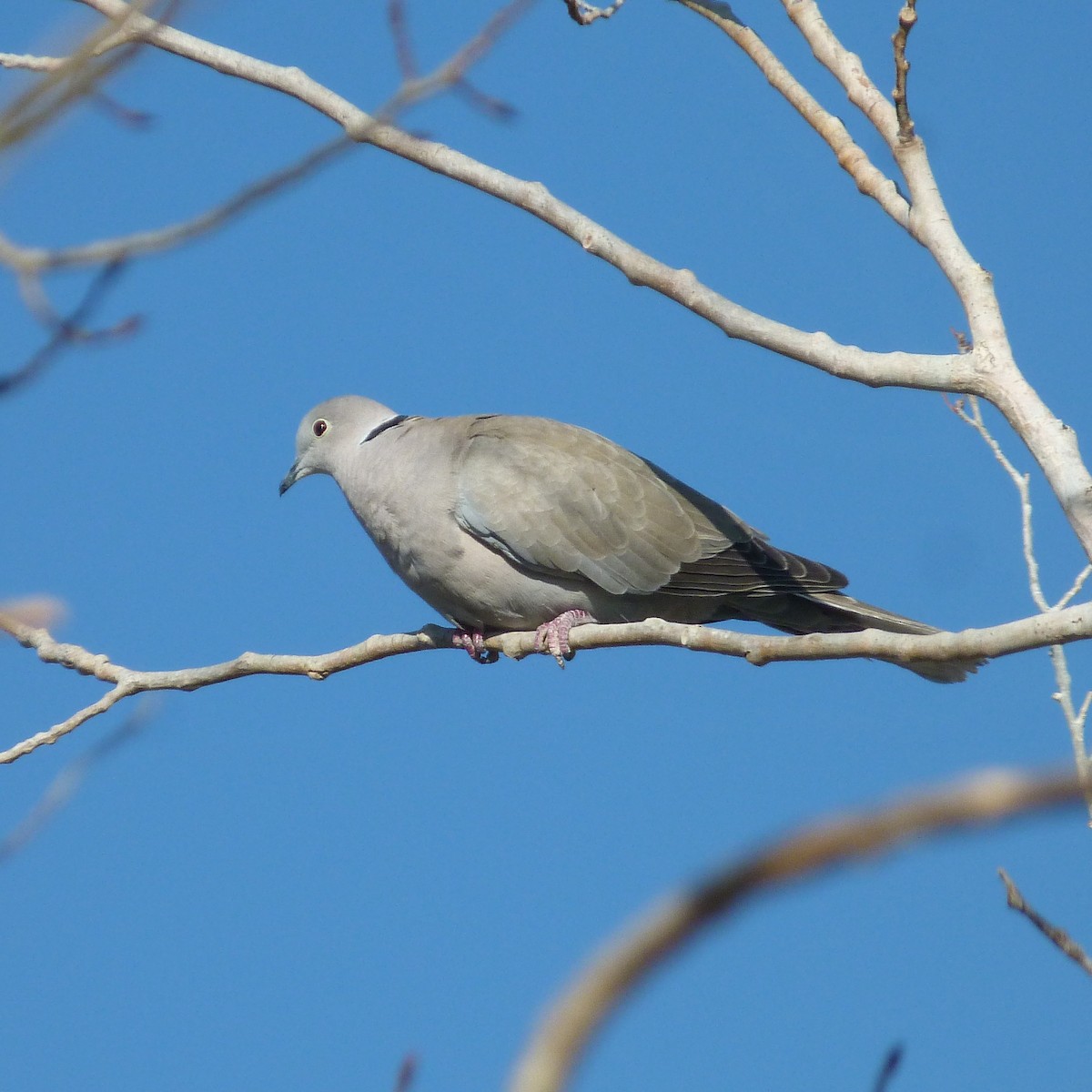Eurasian Collared-Dove - ML334251601