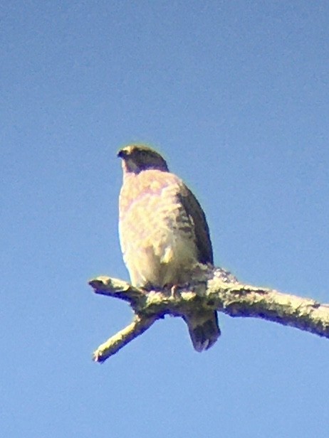 Broad-winged Hawk - ML334252321