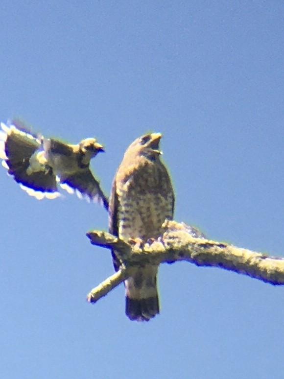 Broad-winged Hawk - ML334252331