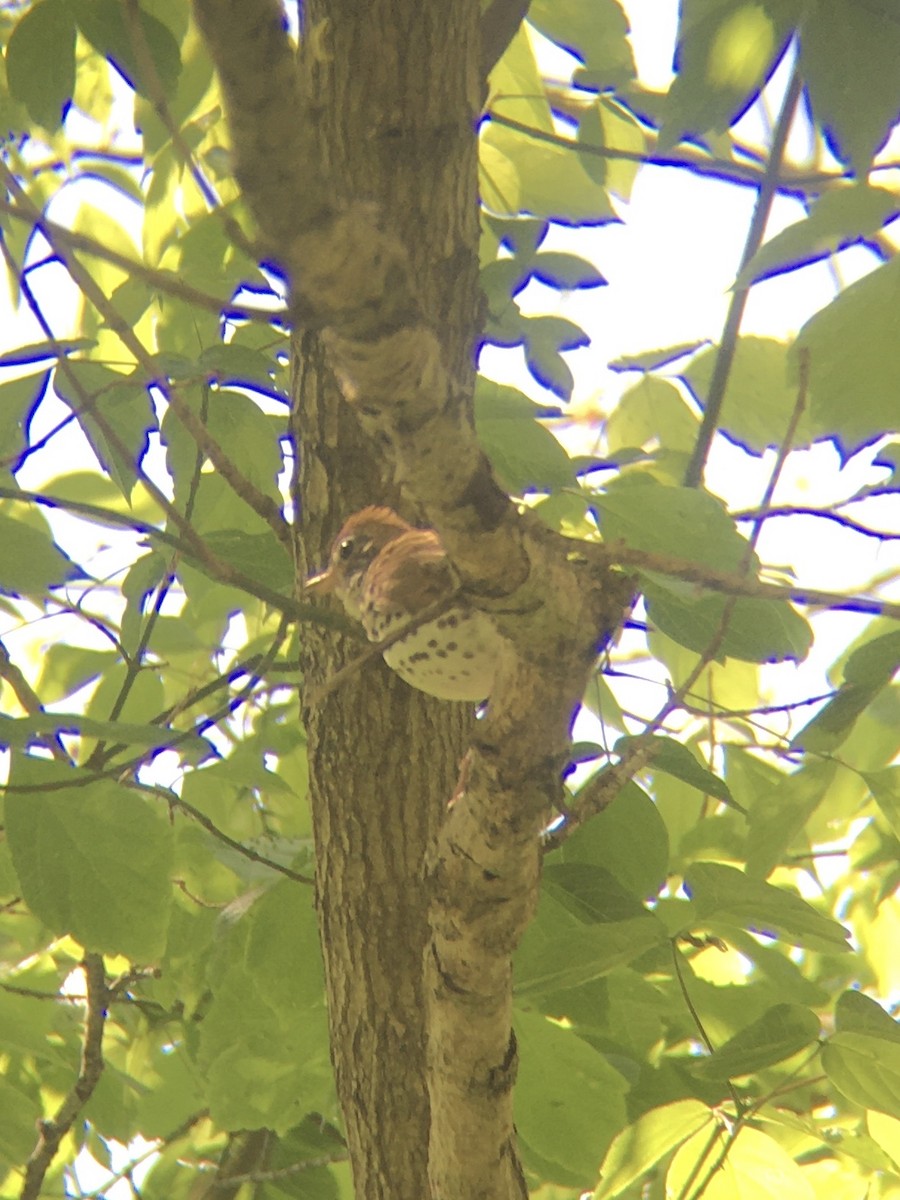 Wood Thrush - ML334252401