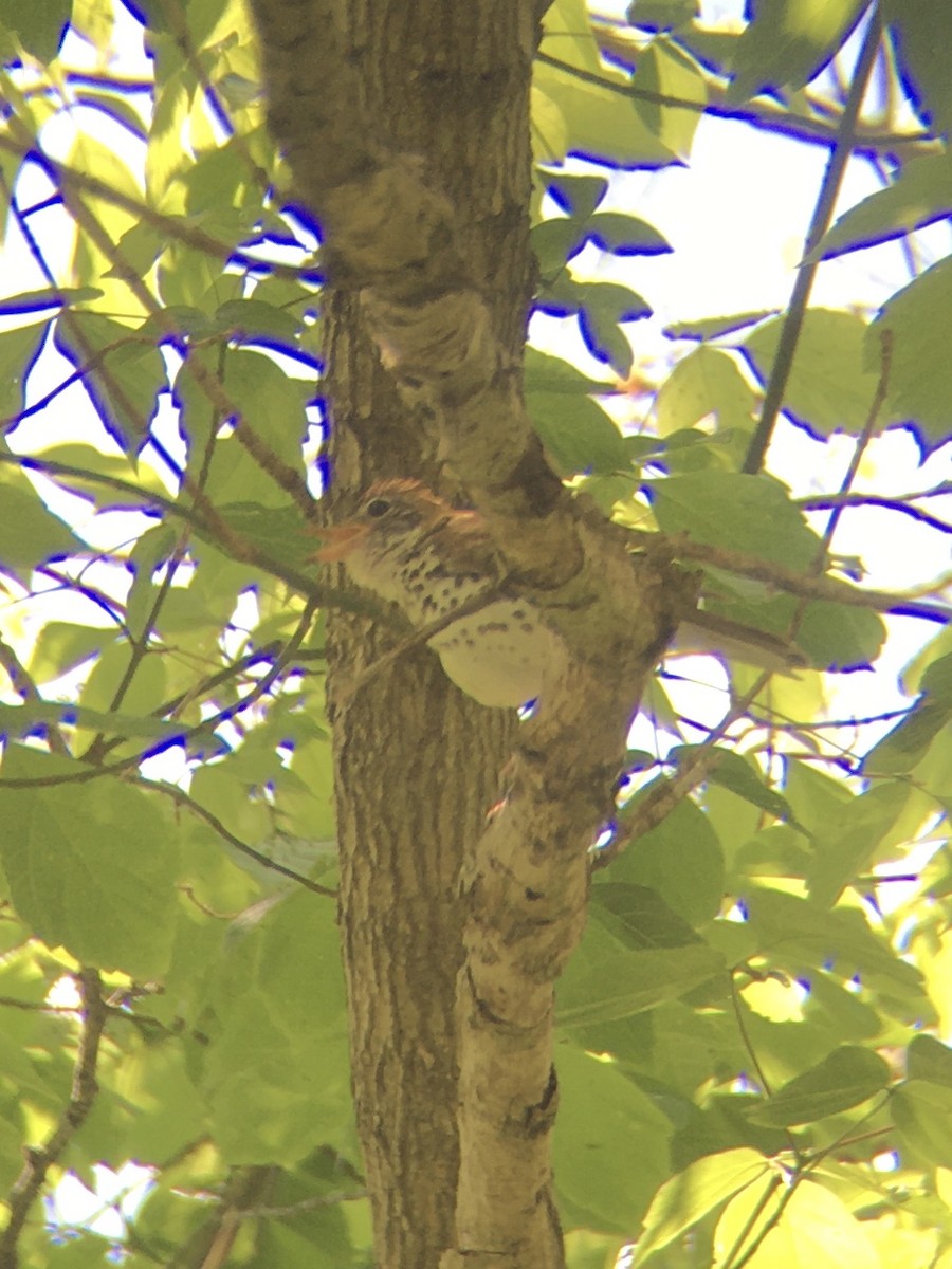 Wood Thrush - ML334252461