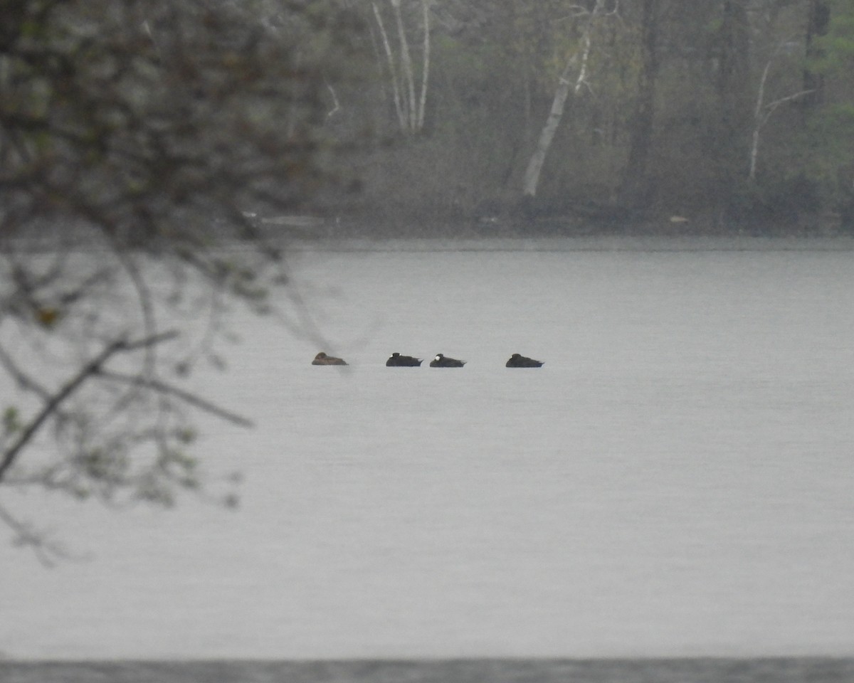 Surf Scoter - ML334252471