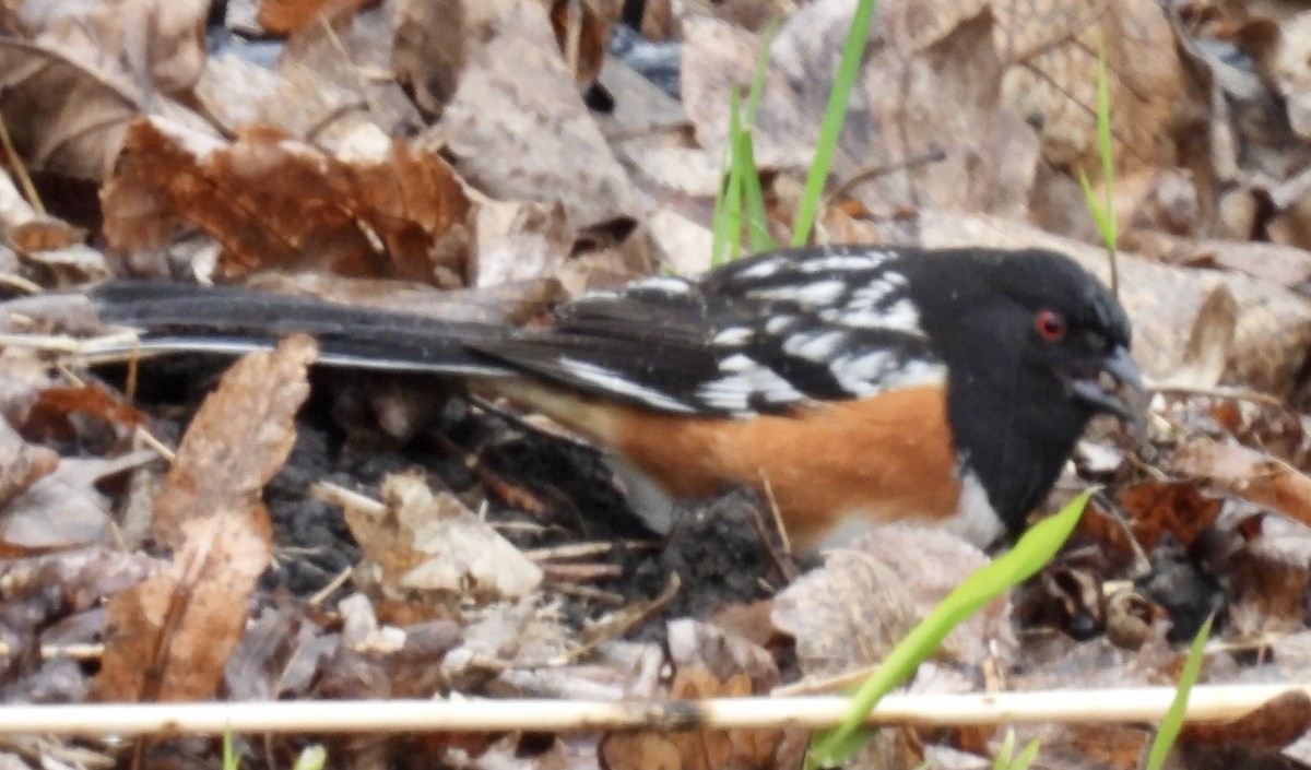 Spotted x Eastern Towhee (hybrid) - ML334253721