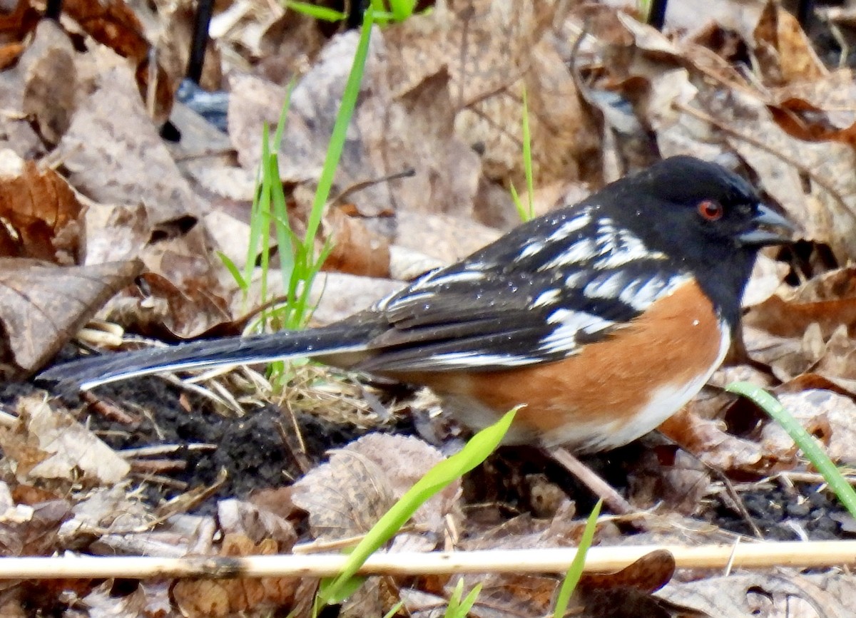 Spotted x Eastern Towhee (hybrid) - ML334253841