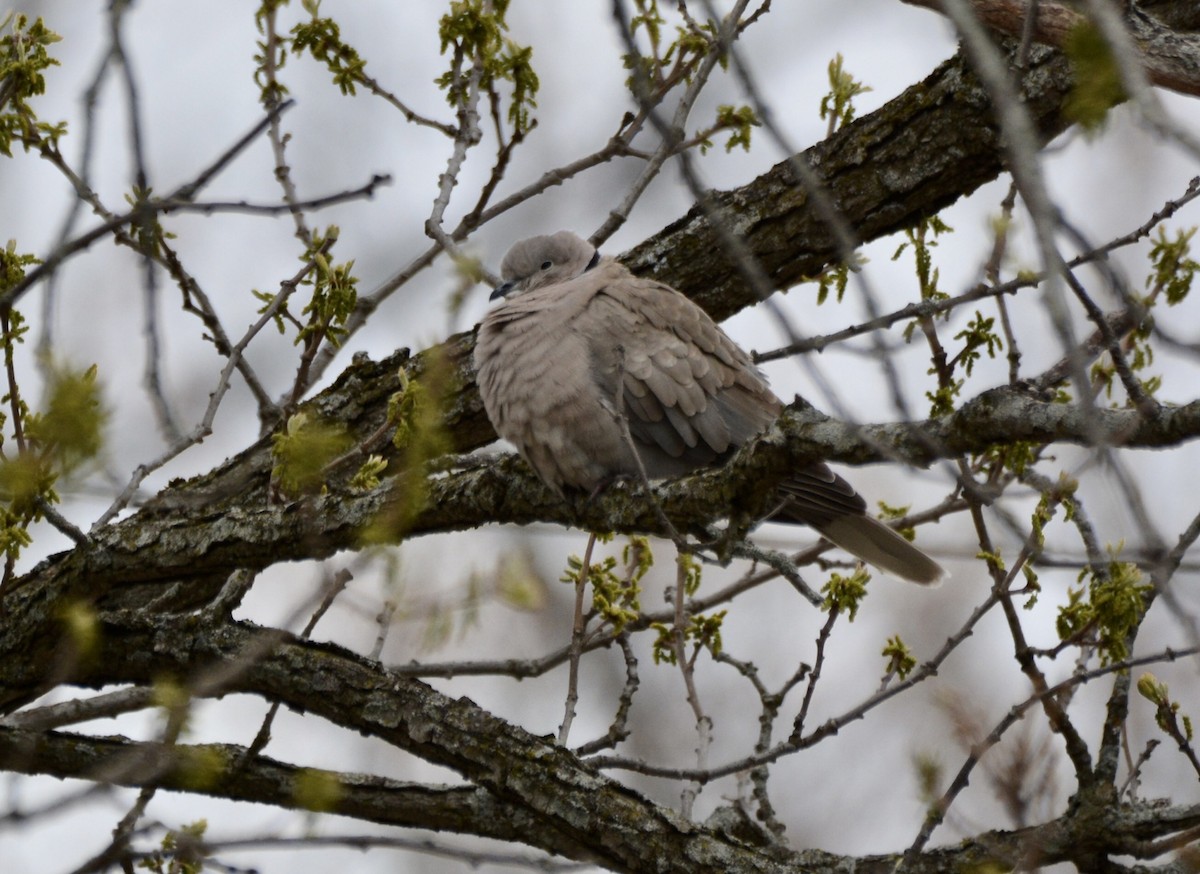 Eurasian Collared-Dove - Anonymous