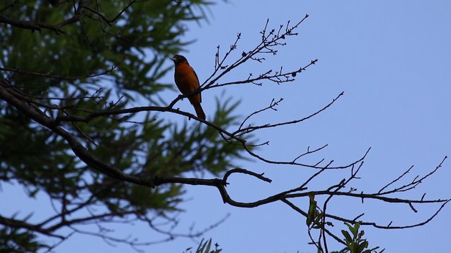 Baltimore Oriole - ML334258991
