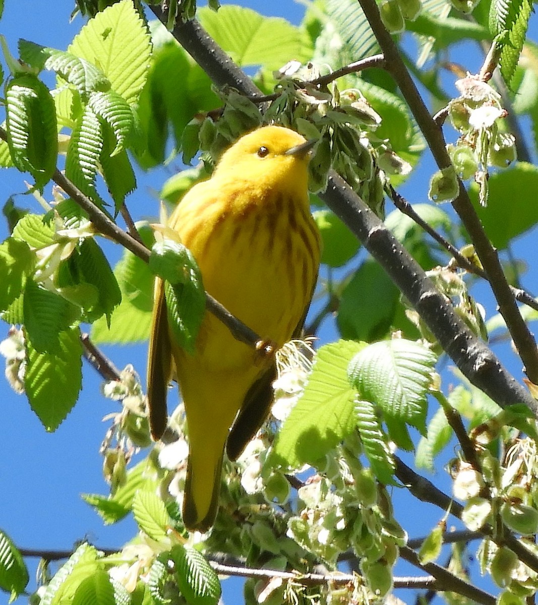 Paruline jaune - ML334259811
