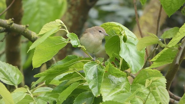 Garden Warbler - ML334260221