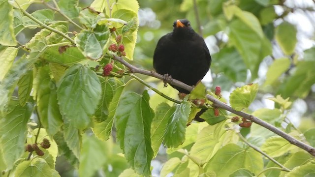 Eurasian Blackbird - ML334260311