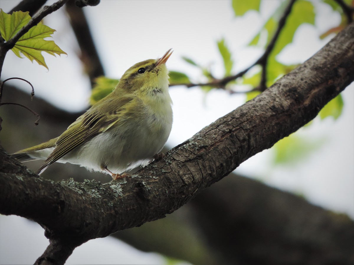 Вівчарик жовтобровий - ML334262101