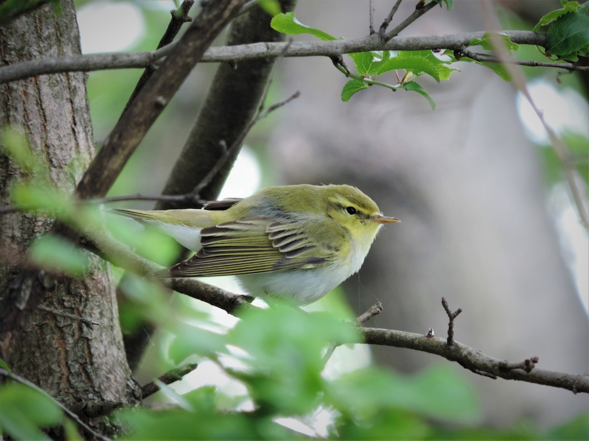 Вівчарик жовтобровий - ML334262131