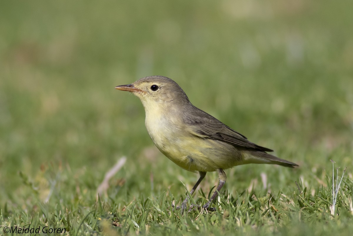 Icterine Warbler - Meidad Goren