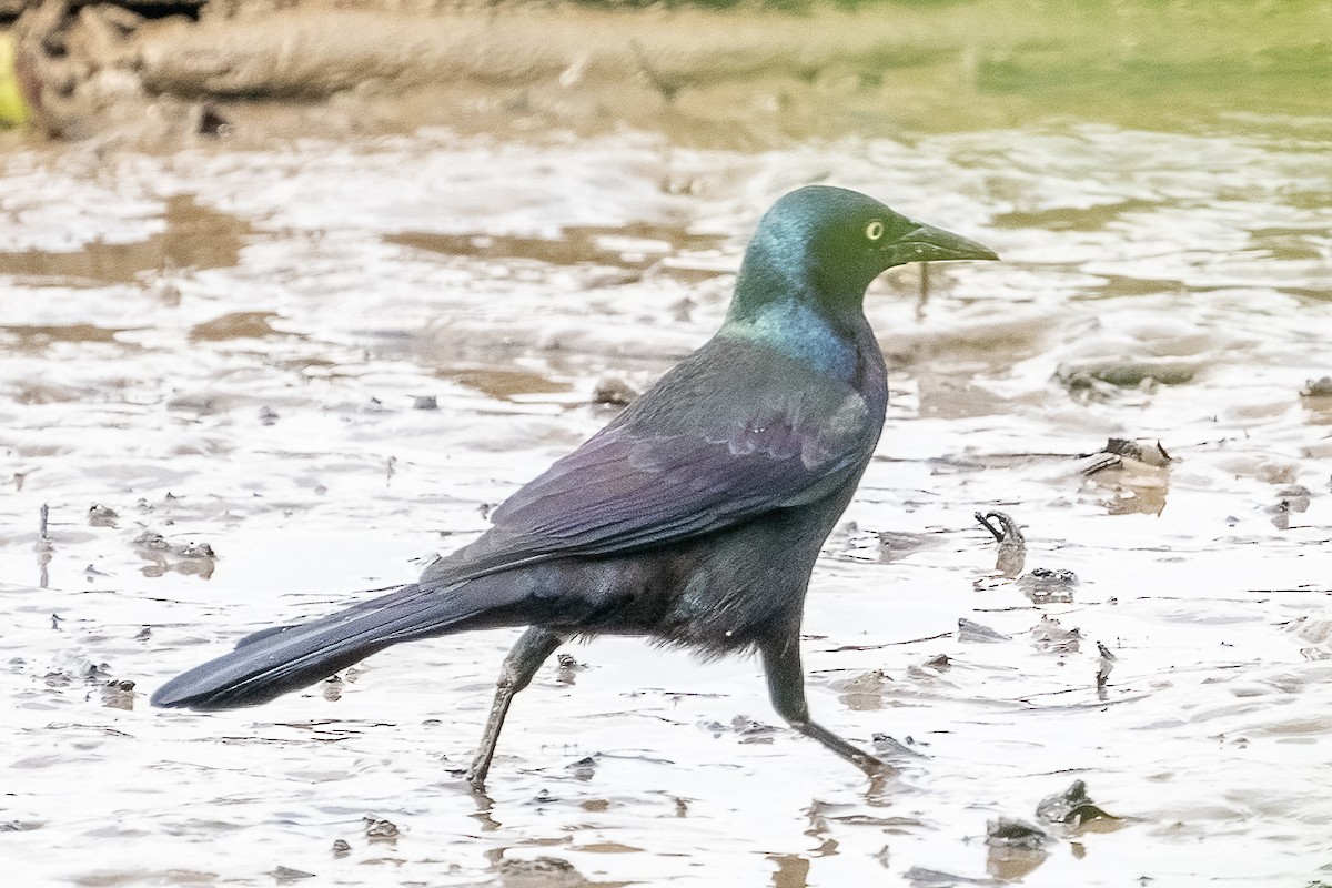 Common Grackle - ML334262521