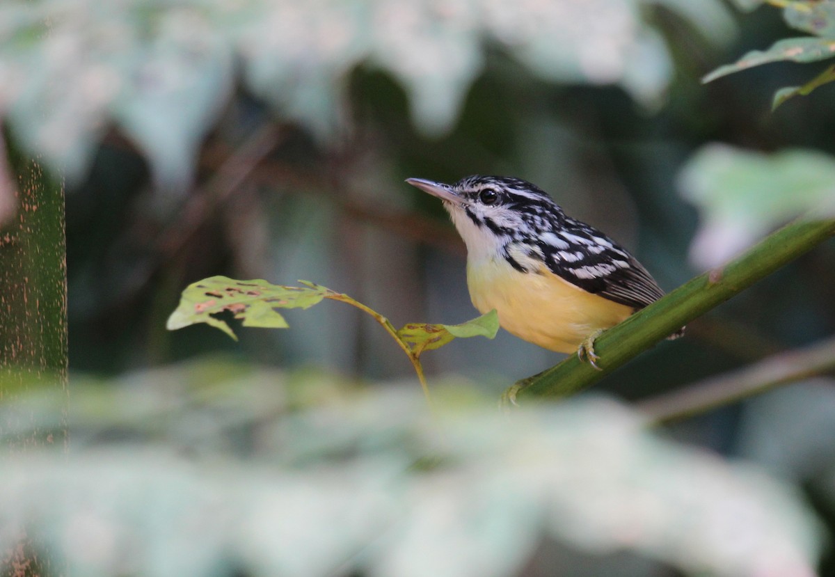 Pygmy Antwren - Alexander Lees