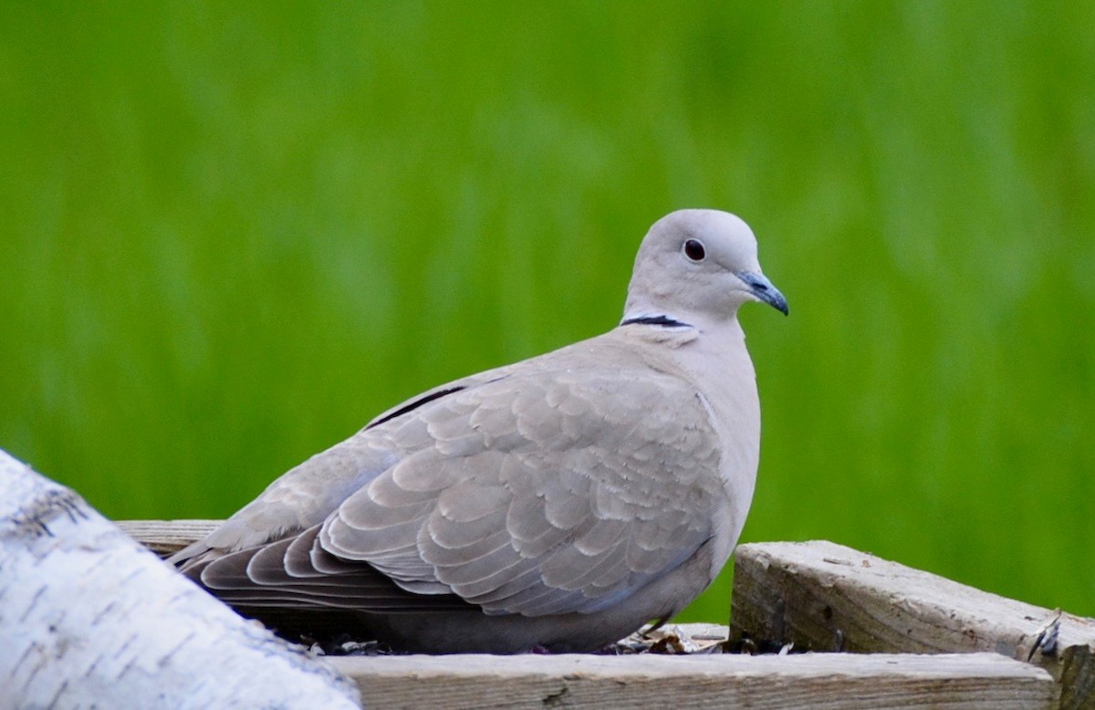 Eurasian Collared-Dove - ML334265011