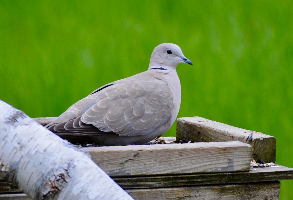 Eurasian Collared-Dove - ML334265021