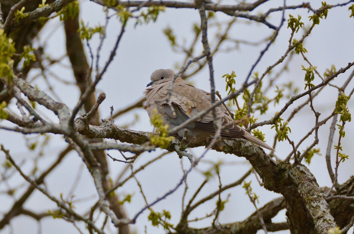 Eurasian Collared-Dove - ML334265051