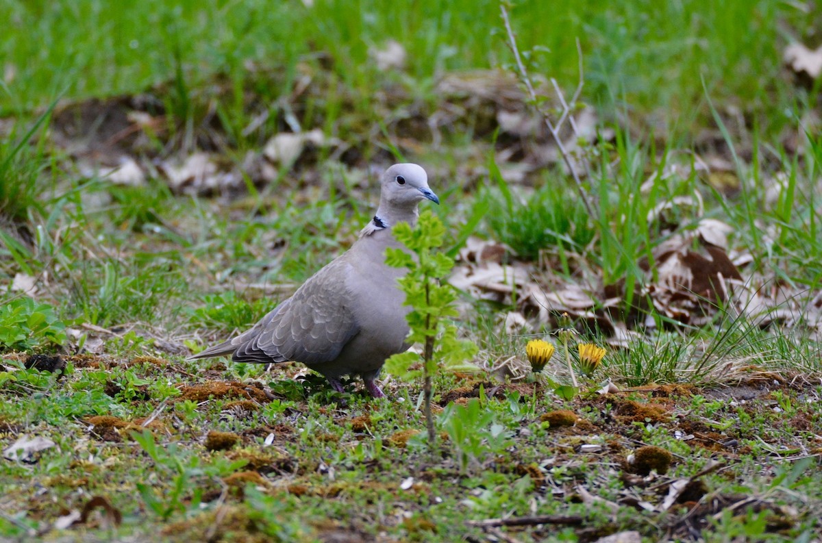 Eurasian Collared-Dove - ML334265061