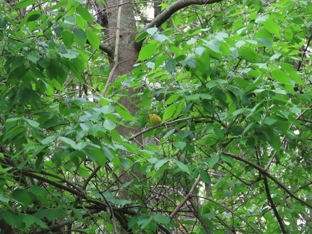 Wilson's Warbler - ML334265531