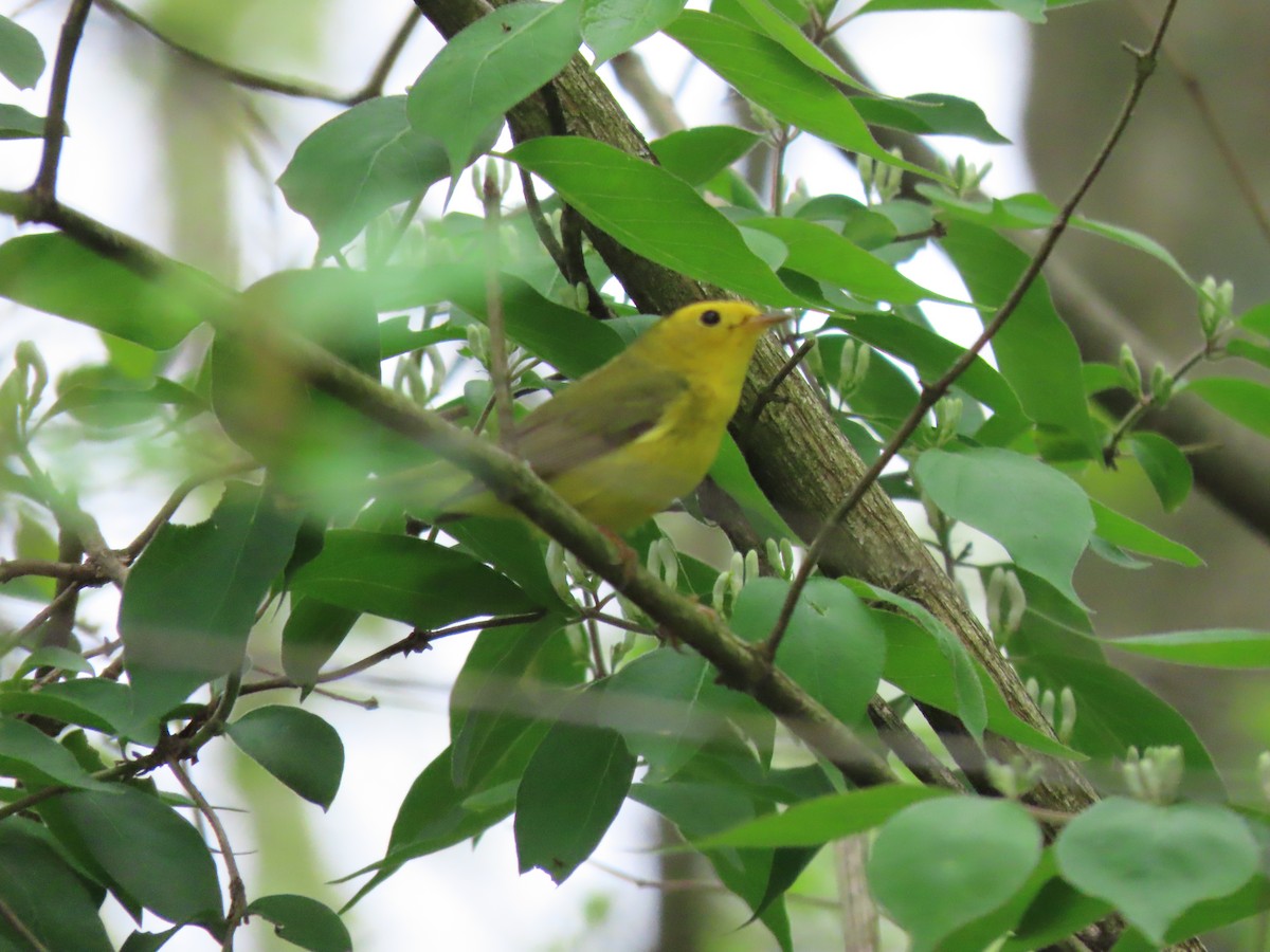Wilson's Warbler - ML334265601