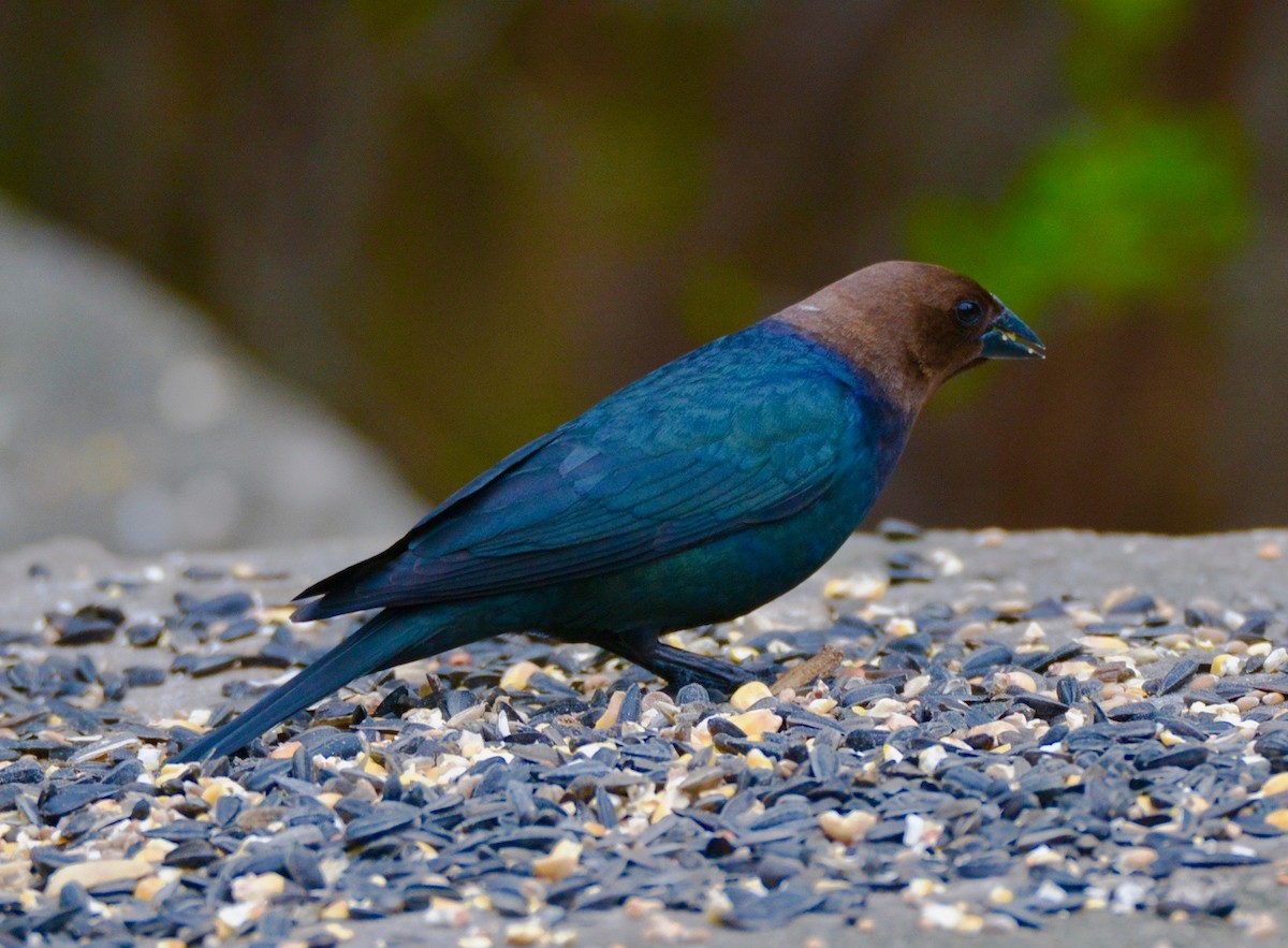 Brown-headed Cowbird - ML334265641