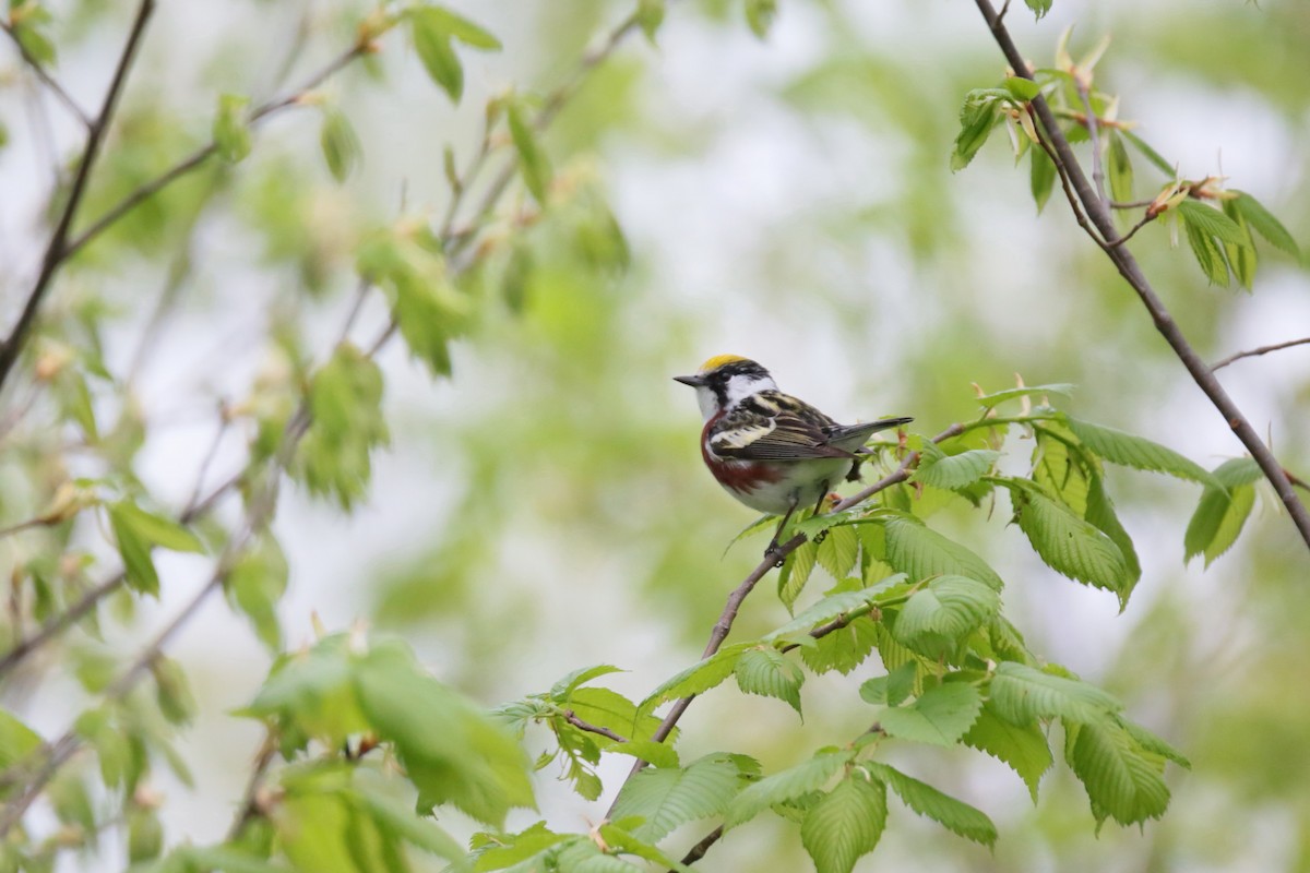 Chestnut-sided Warbler - ML334265771