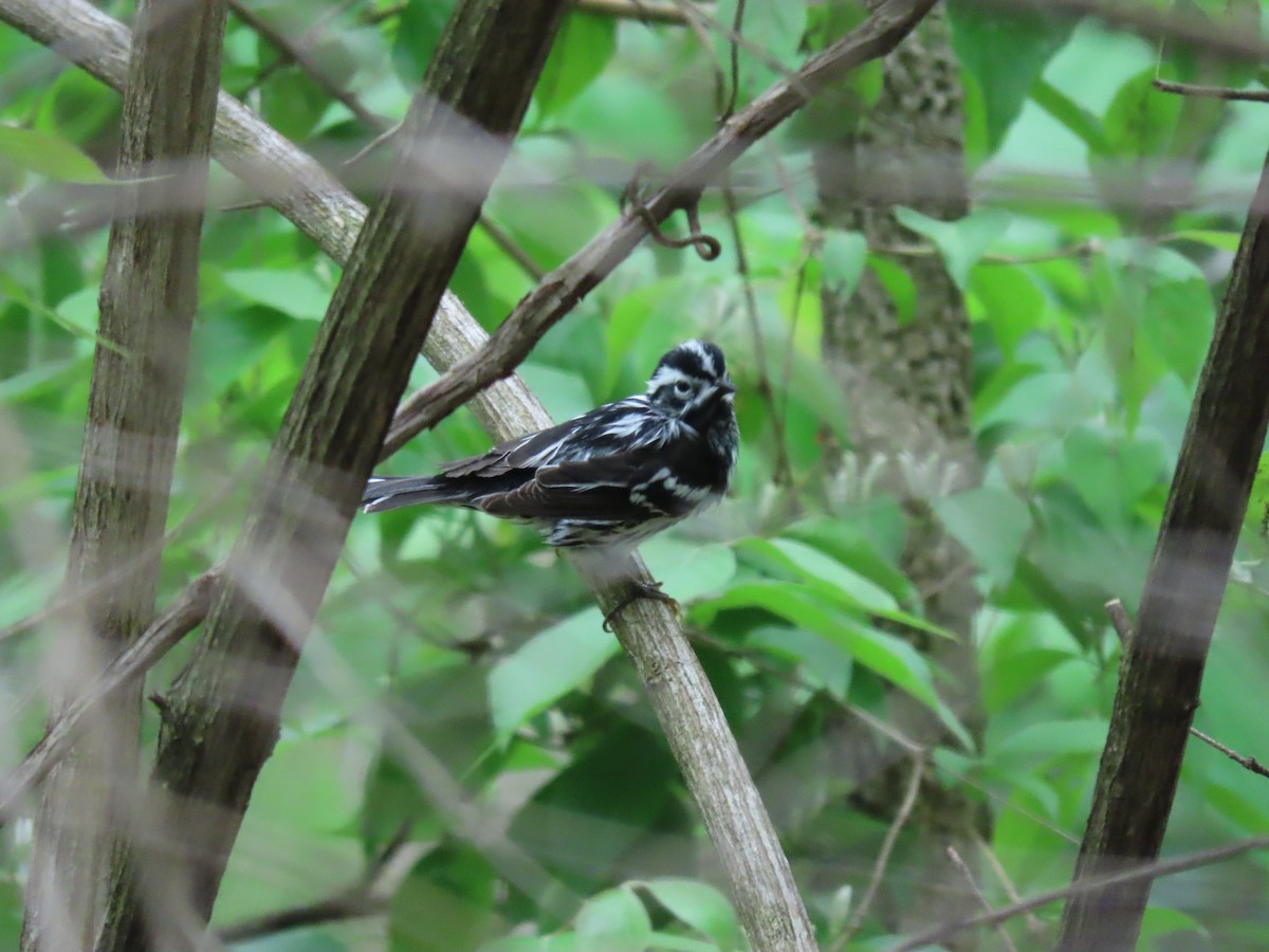 Black-and-white Warbler - ML334265781