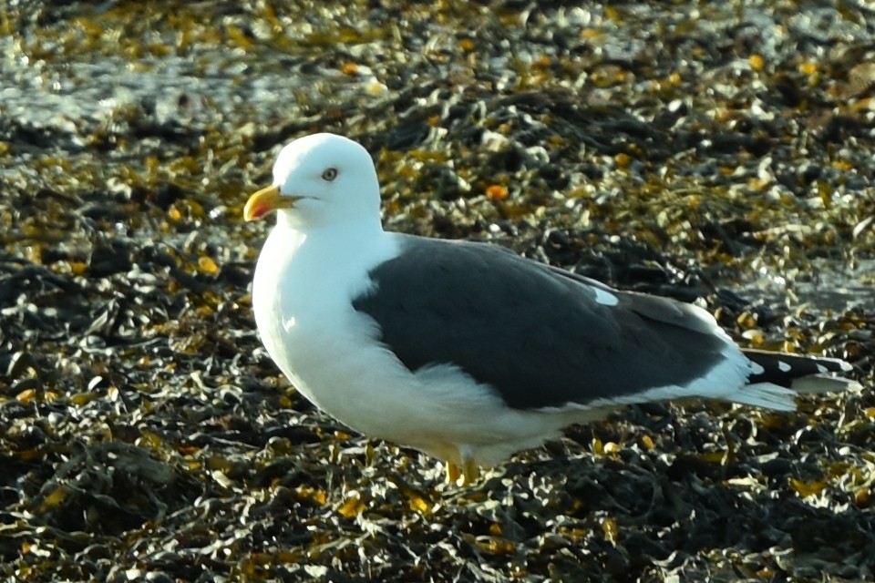 Gaviota Sombría - ML334265801