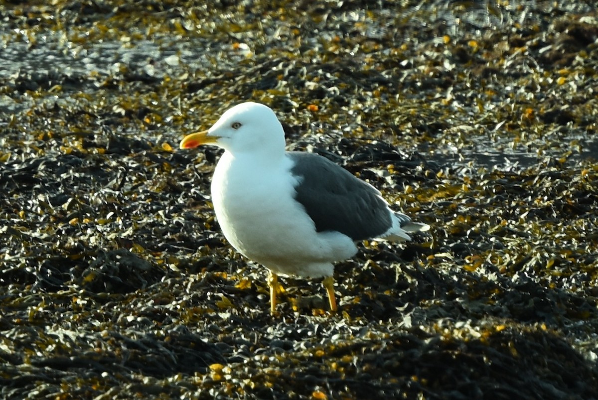 Lesser Black-backed Gull - ML334265831