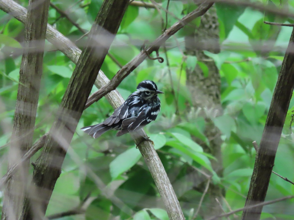 Black-and-white Warbler - ML334265851