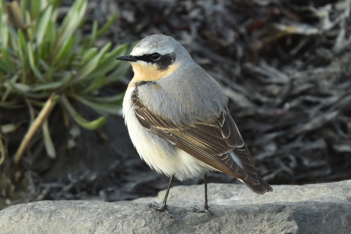 Northern Wheatear - ML334265971