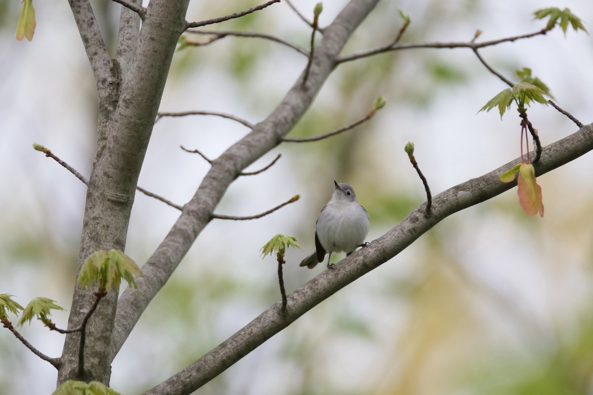 Blue-gray Gnatcatcher - ML334266011