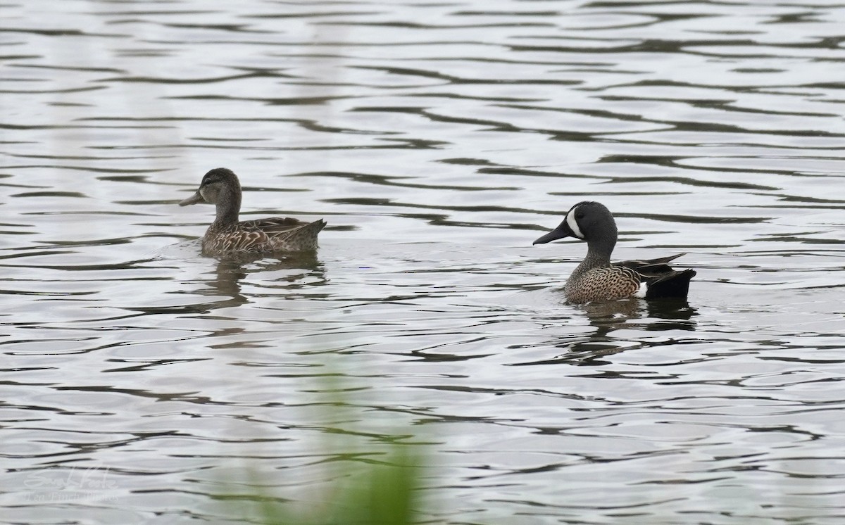 Blue-winged Teal - Sarah Foote