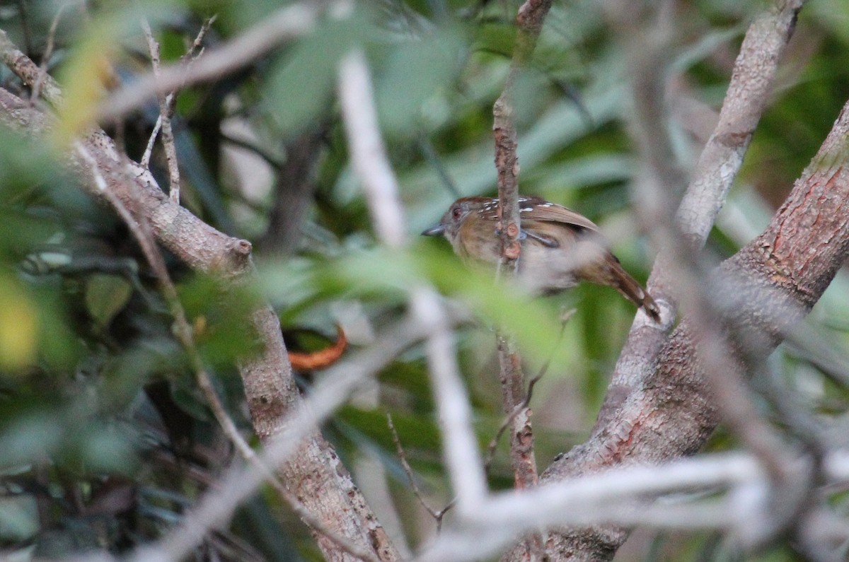 Natterer's Slaty-Antshrike - ML33426781