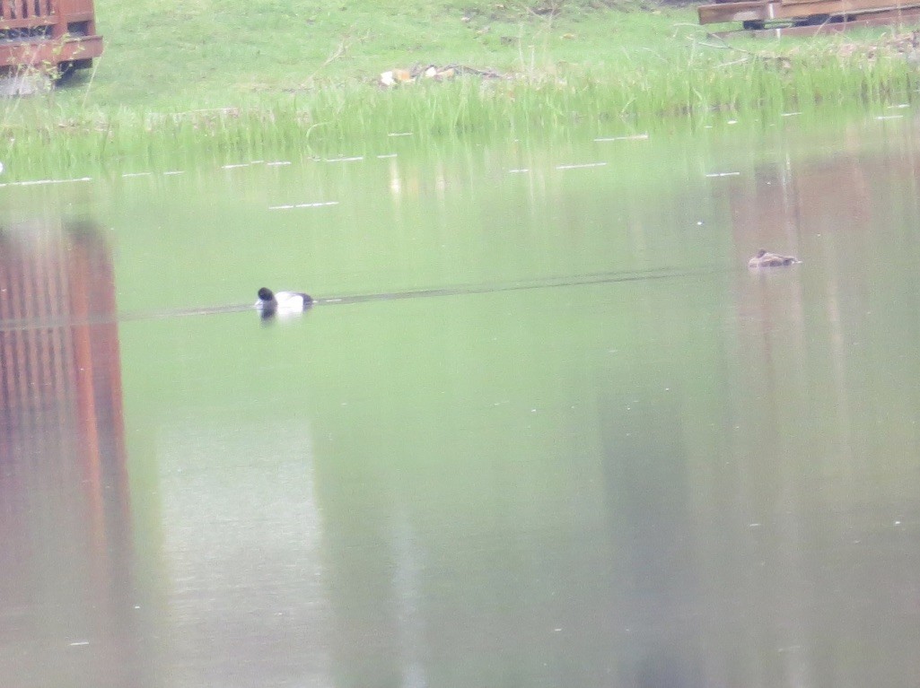 Lesser Scaup - ML334268711