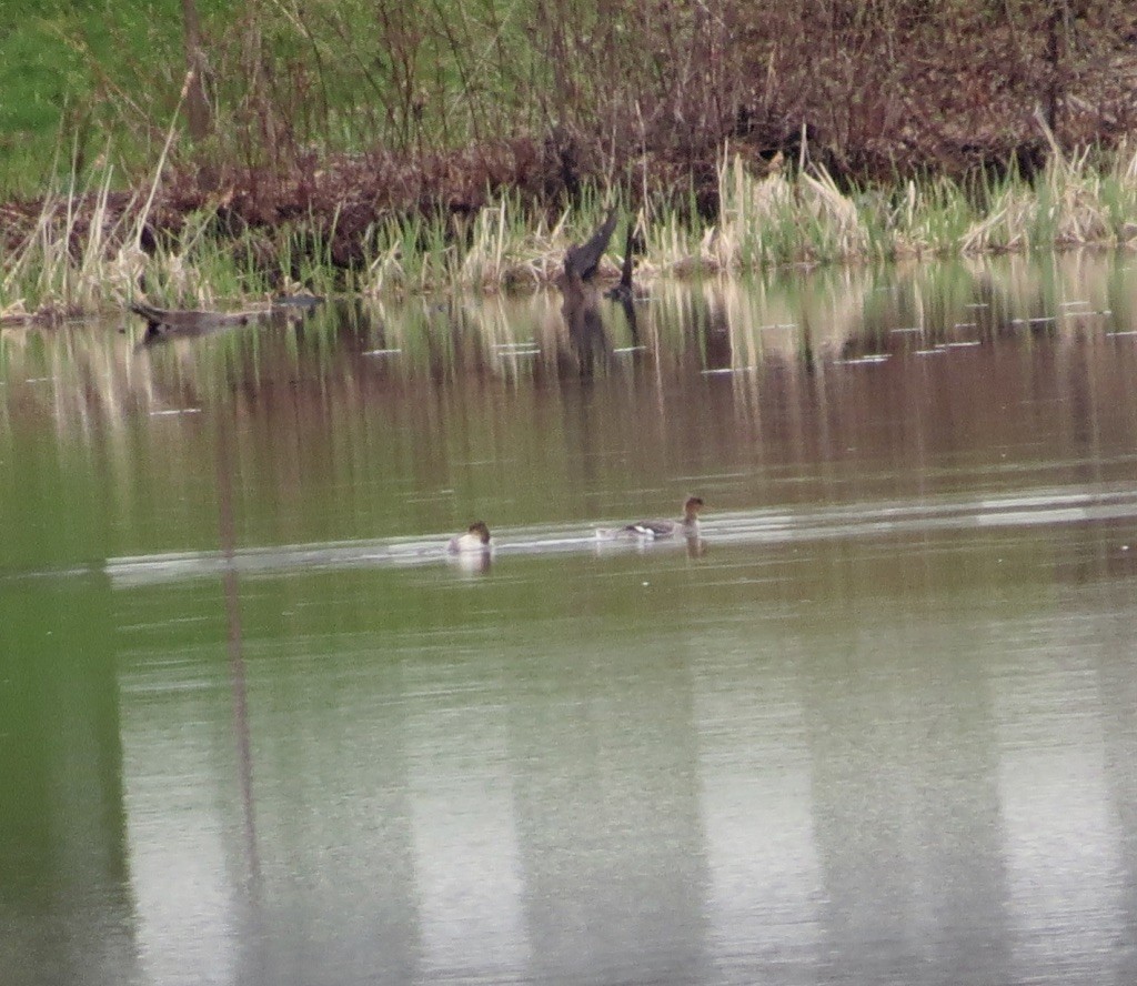 Red-breasted Merganser - ML334268811