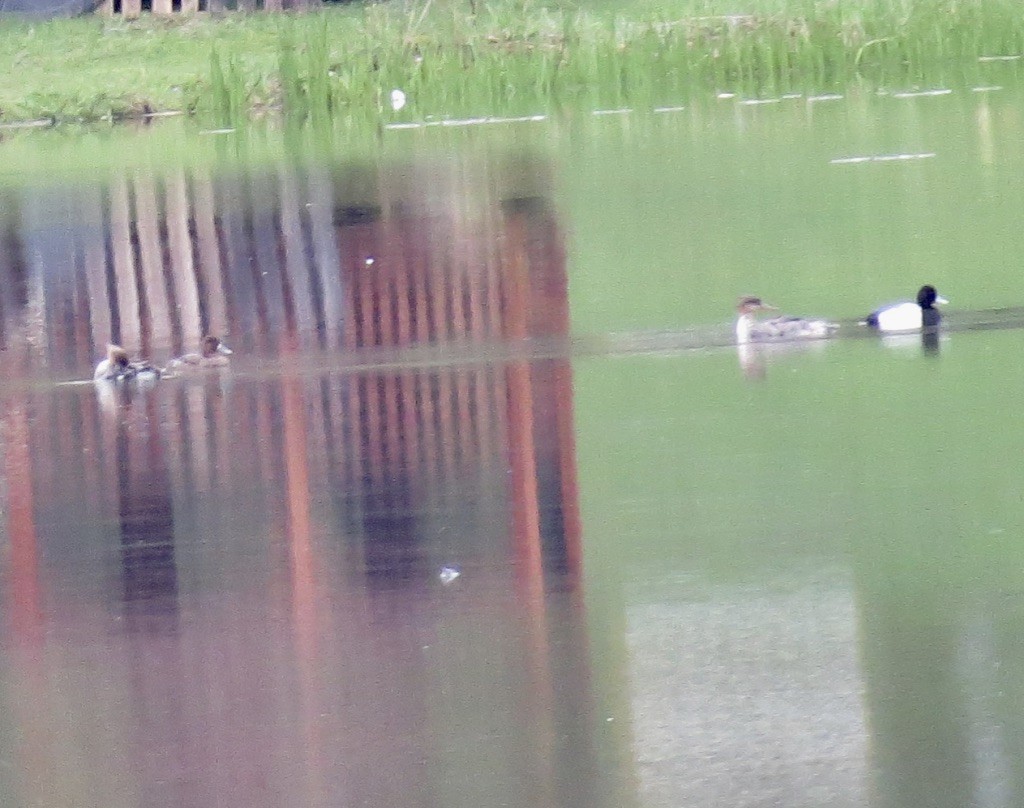 Lesser Scaup - ML334269081