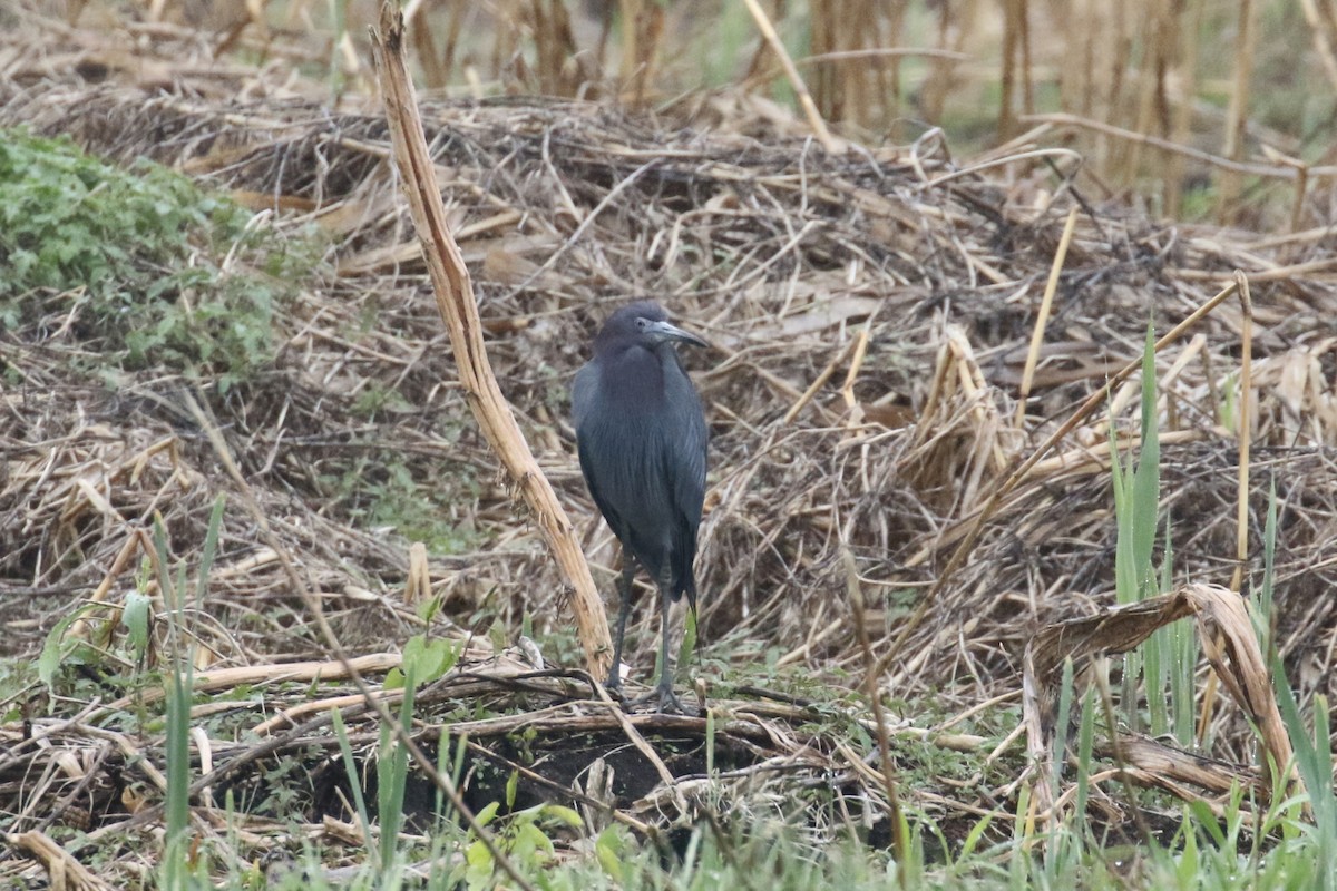 Little Blue Heron - ML334273561