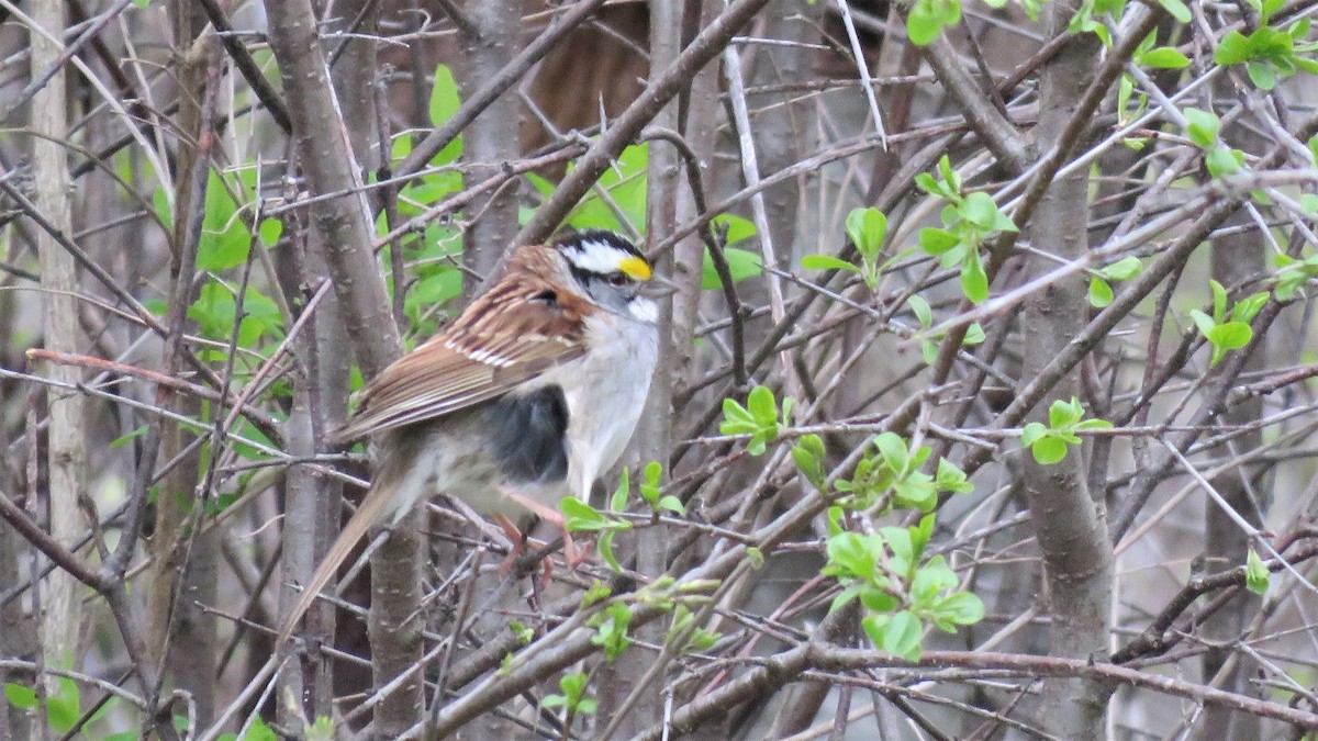 White-throated Sparrow - ML334274081