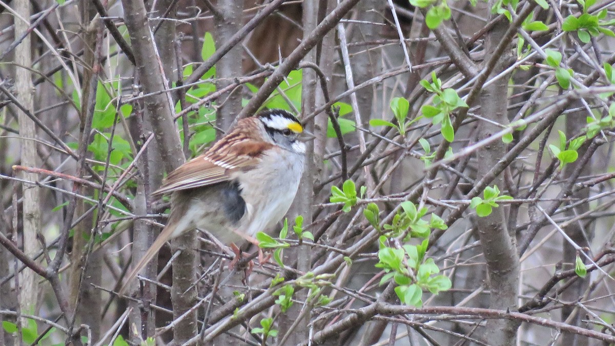 White-throated Sparrow - ML334274091